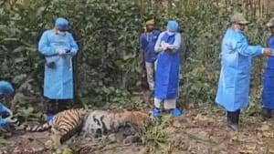 कान्हा टाइगर रिजर्व में बाघों की मौत पर हाईकोर्ट सख्त, राज्य सरकार से मांगा जवाब; 16 नवंबर को अगली सुनवाई