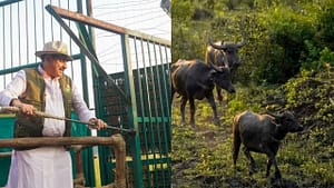 कान्हा टाइगर रिजर्व में 100 साल बाद जंगली भैंसों की वापसी, CM मोहन यादव ने सूपखार में काजीरंगा से लाए गए 8 जंगली भैंसों को बाड़े में छोड़ा