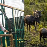 कान्हा टाइगर रिजर्व में 100 साल बाद जंगली भैंसों की वापसी, CM मोहन यादव ने सूपखार में काजीरंगा से लाए गए 8 जंगली भैंसों को बाड़े में छोड़ा